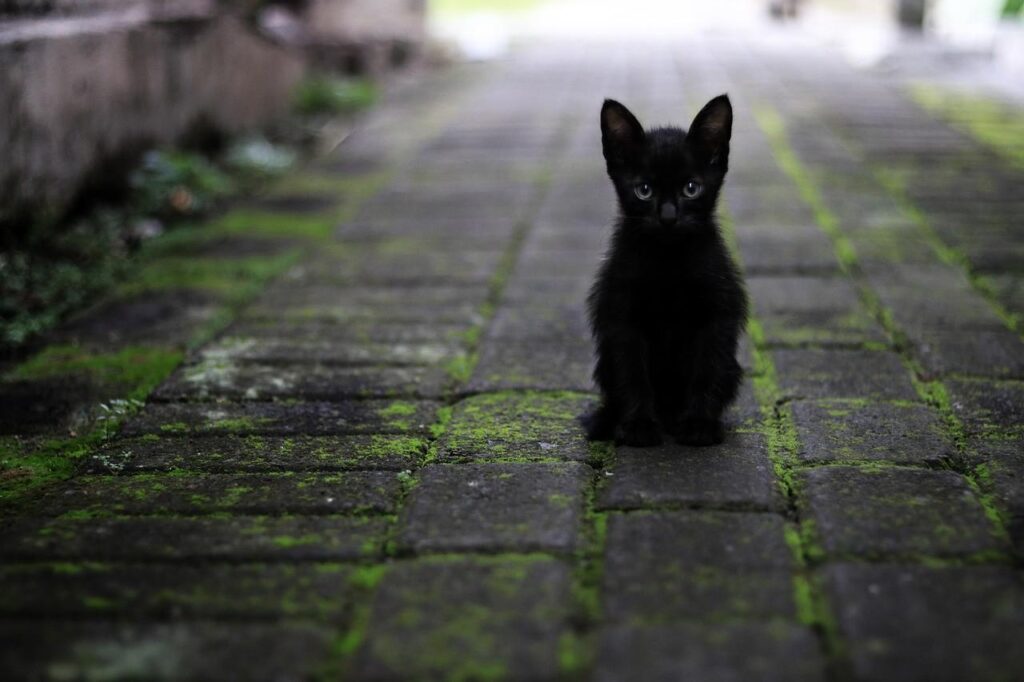 Black Cat Names